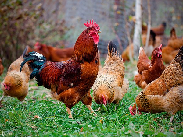 Породы куриц | ЗооТом - продажа, вязка и услуги для животных в Снежногорске