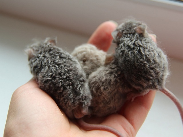 Все о мышах в Снежногорске | ЗооТом - продажа, вязка и услуги для животных в Снежногорске
