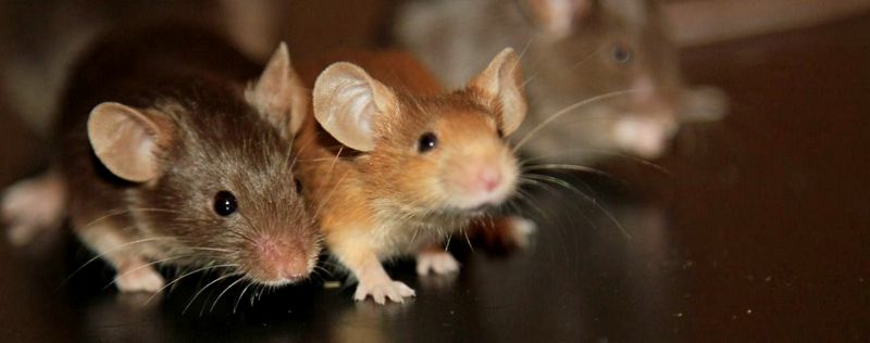 Все о мышах в Снежногорске | ЗооТом - продажа, вязка и услуги для животных в Снежногорске