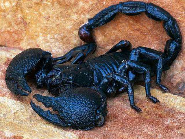 Все о скорпионах в Снежногорске | ЗооТом портал о животных