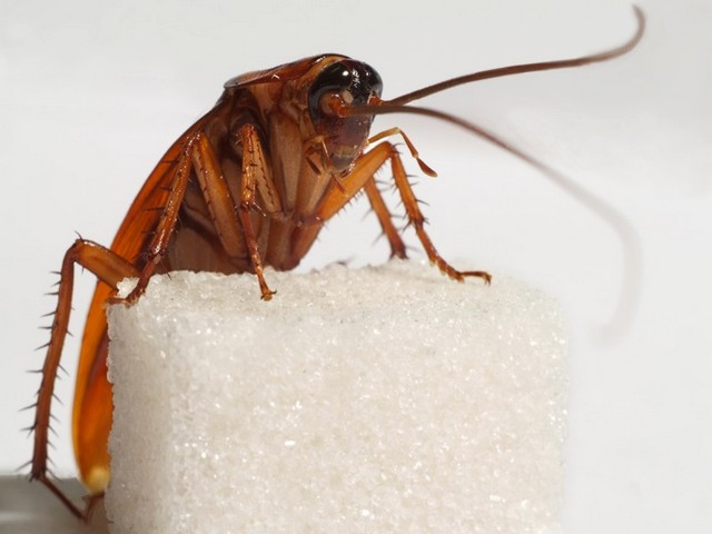 Все о тараканах в Снежногорске | ЗооТом портал о животных