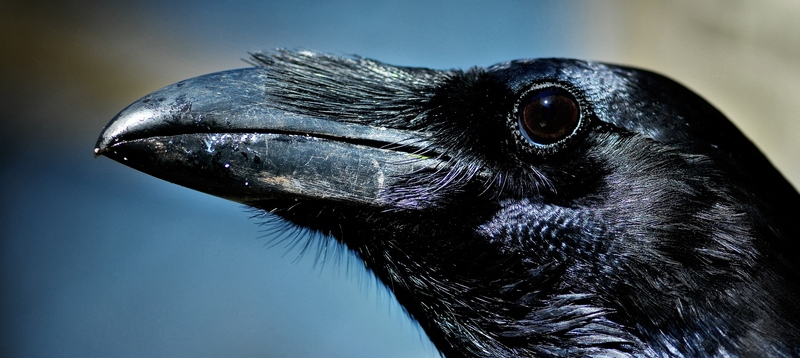 Все о воронах в Снежногорске | ЗооТом портал о животных