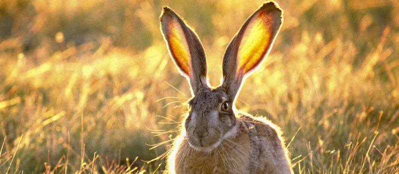 Все о зайцах | ЗооТом - продажа, вязка и услуги для животных в Снежногорске