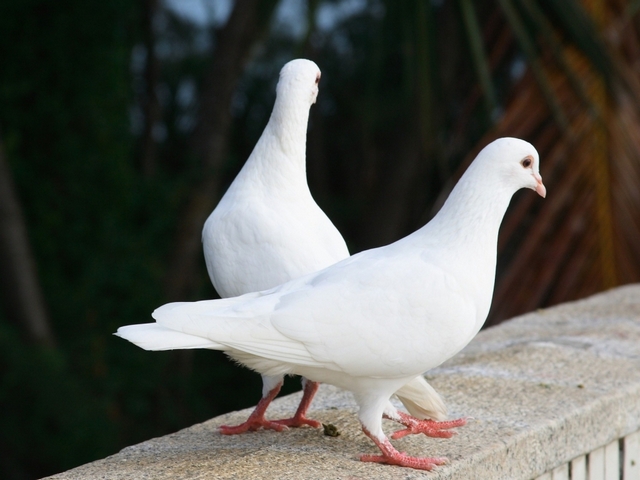 Все о голубях | ЗооТом - продажа, вязка и услуги для животных в Снежногорске
