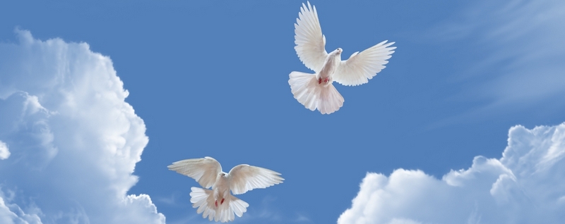 Все о голубях | ЗооТом - продажа, вязка и услуги для животных в Снежногорске