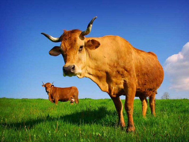 Все о коровах в Снежногорске | ЗооТом портал о животных