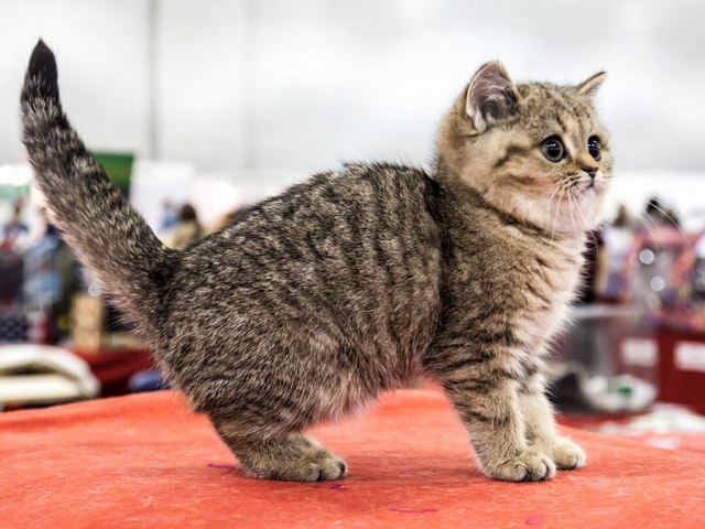 Породы кошек в Снежногорске | ЗооТом портал о животных