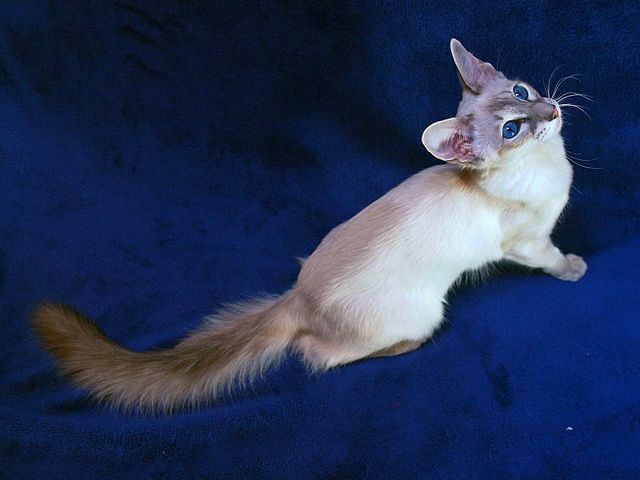 Выведенные породы кошек в Снежногорске | ЗооТом портал о животных