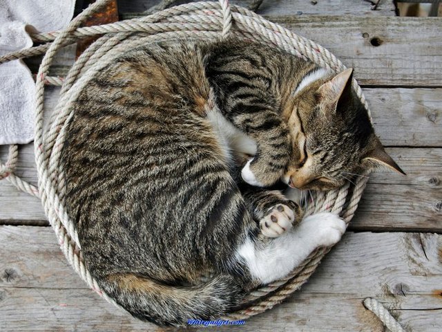 Все о кошках в Снежногорске | ЗооТом портал о животных