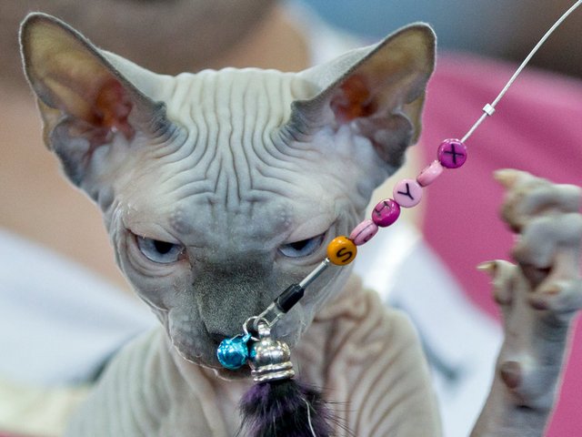 Выставки кошек в Снежногорске | ЗооТом портал о животных