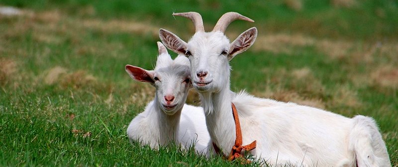 Все о козах в Снежногорске | ЗооТом портал о животных