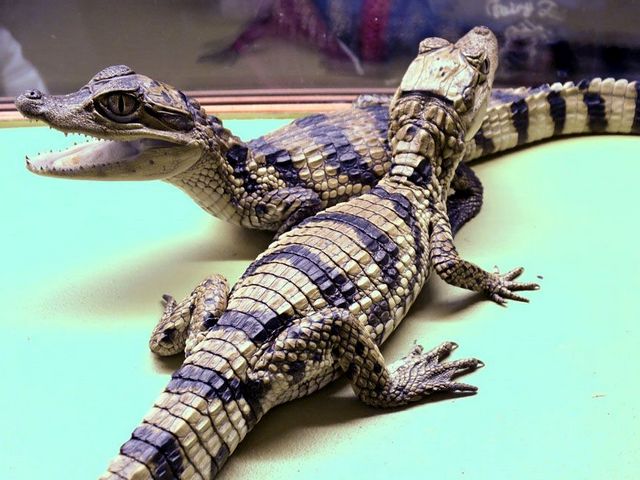 Все о крокодилах в Снежногорске | ЗооТом портал о животных