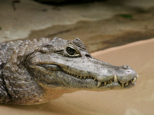 Все о крокодилах в Снежногорске | ЗооТом портал о животных