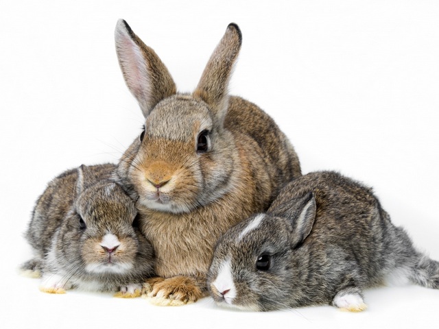Все о кроликах в Снежногорске | ЗооТом портал о животных