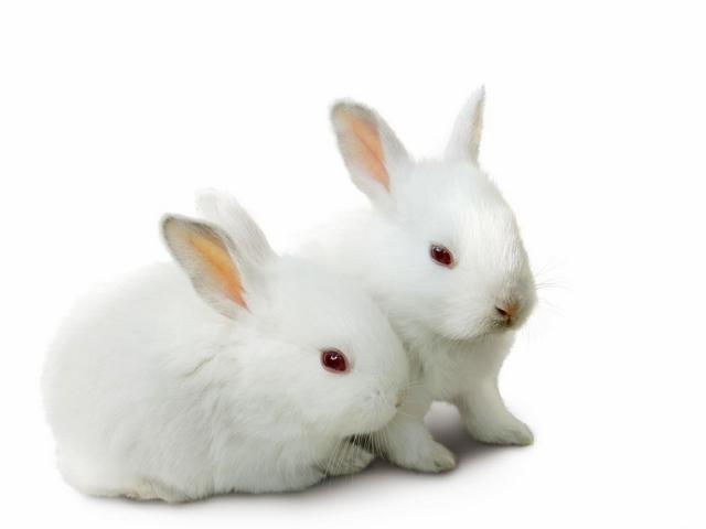 Все о кроликах в Снежногорске | ЗооТом портал о животных