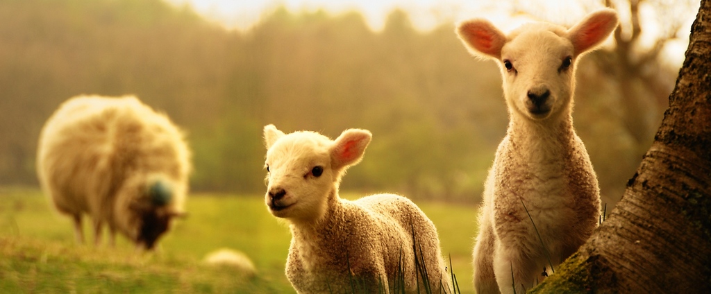 Объявления о сельскохозяйственных животных | ЗооТом - продажа, вязка и услуги для животных в Снежногорске