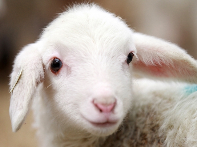 Овцы и бараны в Снежногорске | ЗооТом портал о животных
