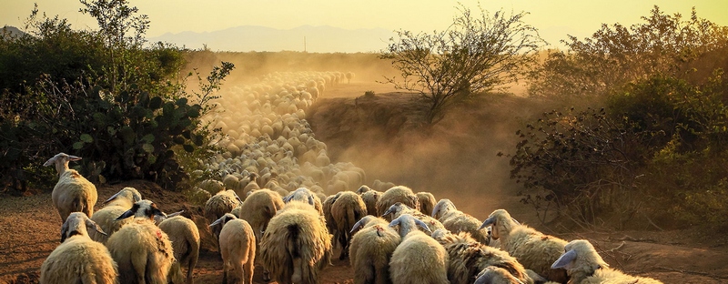 Все об овцах в Снежногорске | ЗооТом портал о животных