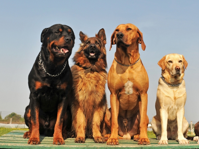 Крупные породы собак в Снежногорске | ЗооТом портал о животных