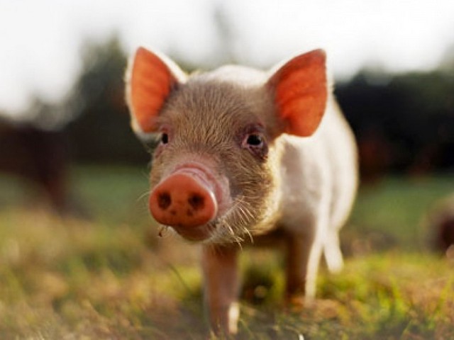 Все о свиньях в Снежногорске | ЗооТом портал о животных