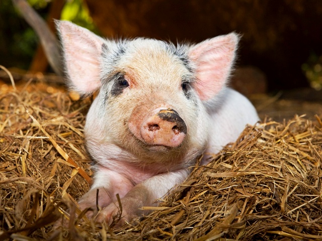 Все о свиньях в Снежногорске | ЗооТом портал о животных